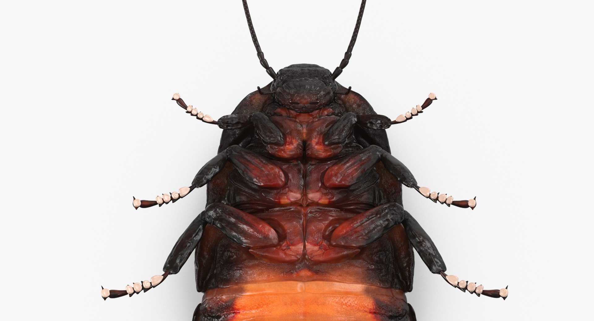 3D insects big 3 model https://p.turbosquid.com/ts-thumb/WF/bWghE4/zt91C1Rx/insectsbigcollection33dmodel134/jpg/1577449907/1920x1080/fit_q87/31e7ff7069bc7fda8c4134c83638de8c9dabd738/insectsbigcollection33dmodel134.jpg