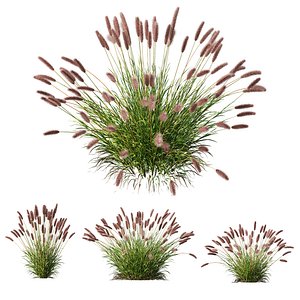 3D HQ Plants Pennisetum Alopecuroides Lampenputzergras Fountain Hameln Version02Corona max model