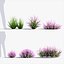 Calluna vulgaris Scotch heather 3D Model