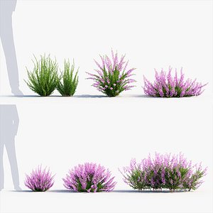 Calluna vulgaris Scotch heather 3D Model