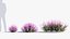 Calluna vulgaris Scotch heather 3D Model