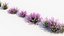 Calluna vulgaris Scotch heather 3D Model