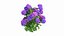 Plantes Hortensia Set 02