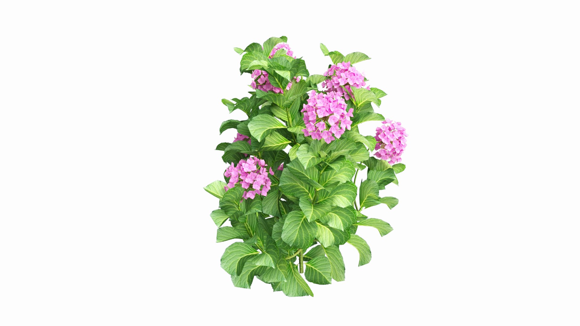 plants hydrangea set 02 3D model https://p.turbosquid.com/ts-thumb/WF/mpUsxL/9E/view04/jpg/1609997559/1920x1080/fit_q87/d21d135471a36c61fa1a5d04b0dbebb7e5c56b8c/view04.jpg