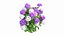 Plantes Hortensia Set 02