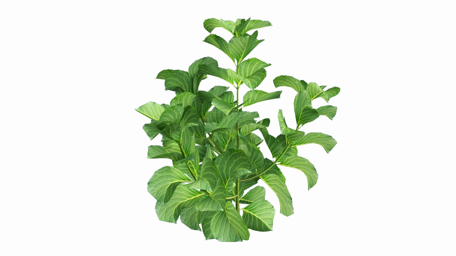 plants hydrangea set 02 3D model https://p.turbosquid.com/ts-thumb/WF/mpUsxL/Yr/view07/jpg/1609997644/1920x1080/fit_q87/65f22d1b5fa80a496d2976901711d99465b27db9/view07.jpg