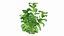 Plantes Hortensia Set 02