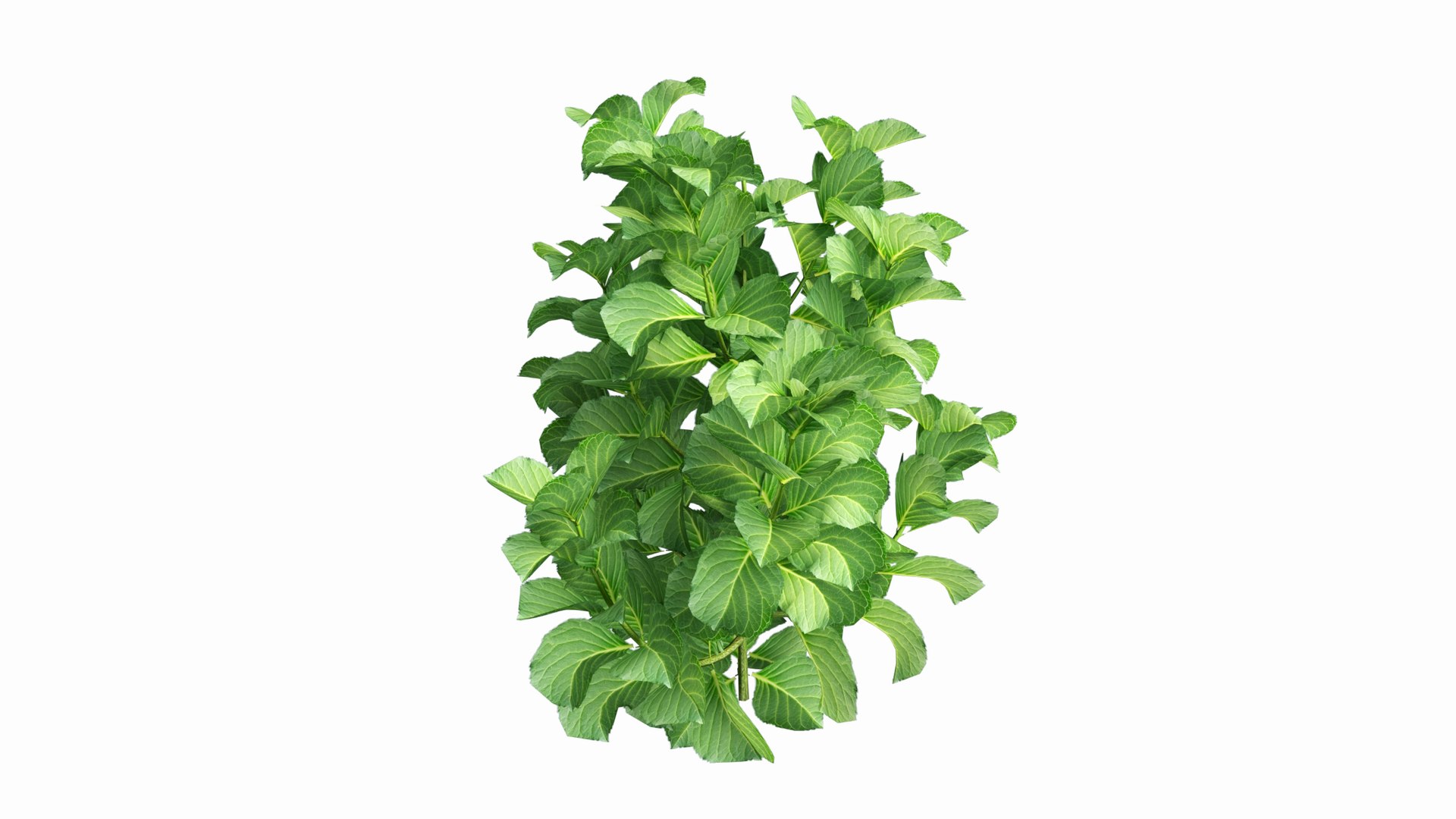 plants hydrangea set 02 3D model https://p.turbosquid.com/ts-thumb/WF/mpUsxL/mN/view05/jpg/1609997560/1920x1080/fit_q87/e5d2a6aa10ddb1a1a2bbe8222663f4455b5e3fd4/view05.jpg
