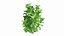 Plantes Hortensia Set 02