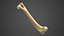 bone pbr 3D model