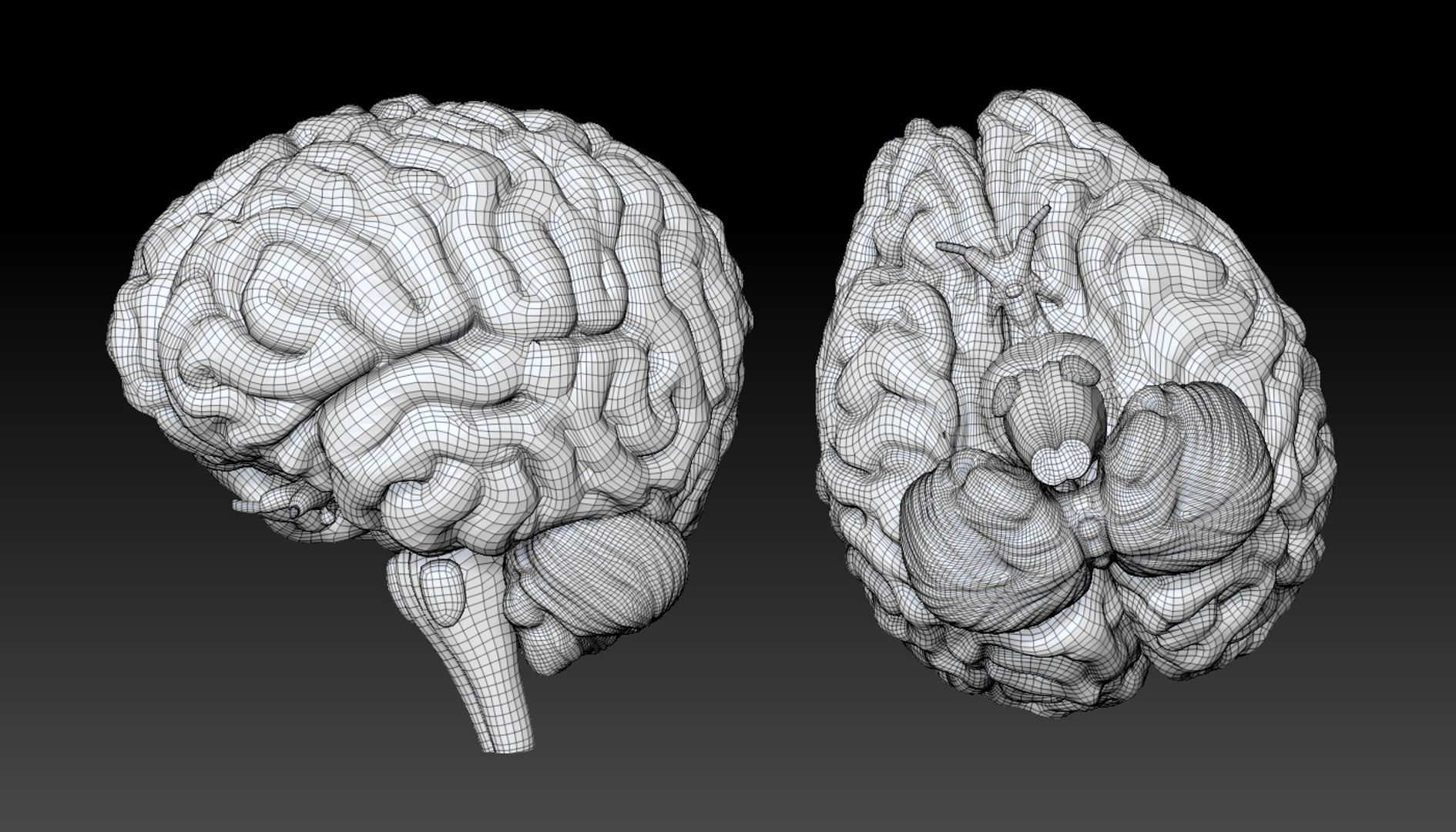anatomically correct brain 3D https://p.turbosquid.com/ts-thumb/WG/1zhdnr/Gr1H1H3j/brain_topo/jpg/1567019046/1920x1080/fit_q87/856c59013d43064e65ec336e594a954fffa52bcd/brain_topo.jpg