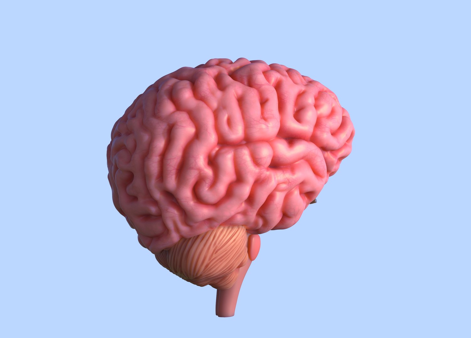 Anatomically Correct Brain 3D TurboSquid 1441697