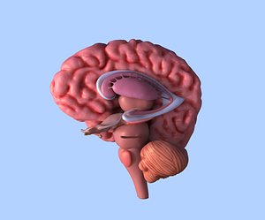 anatomically correct brain 3D