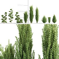 Ilex crenata - Japanese holly 3D model