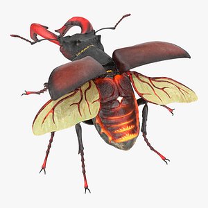 3D lucanus cervus stag beetle