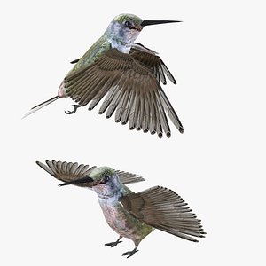 bird humming 3D