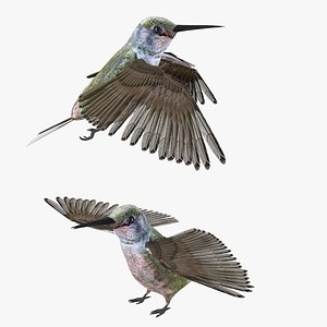 Humming Bird Rigged