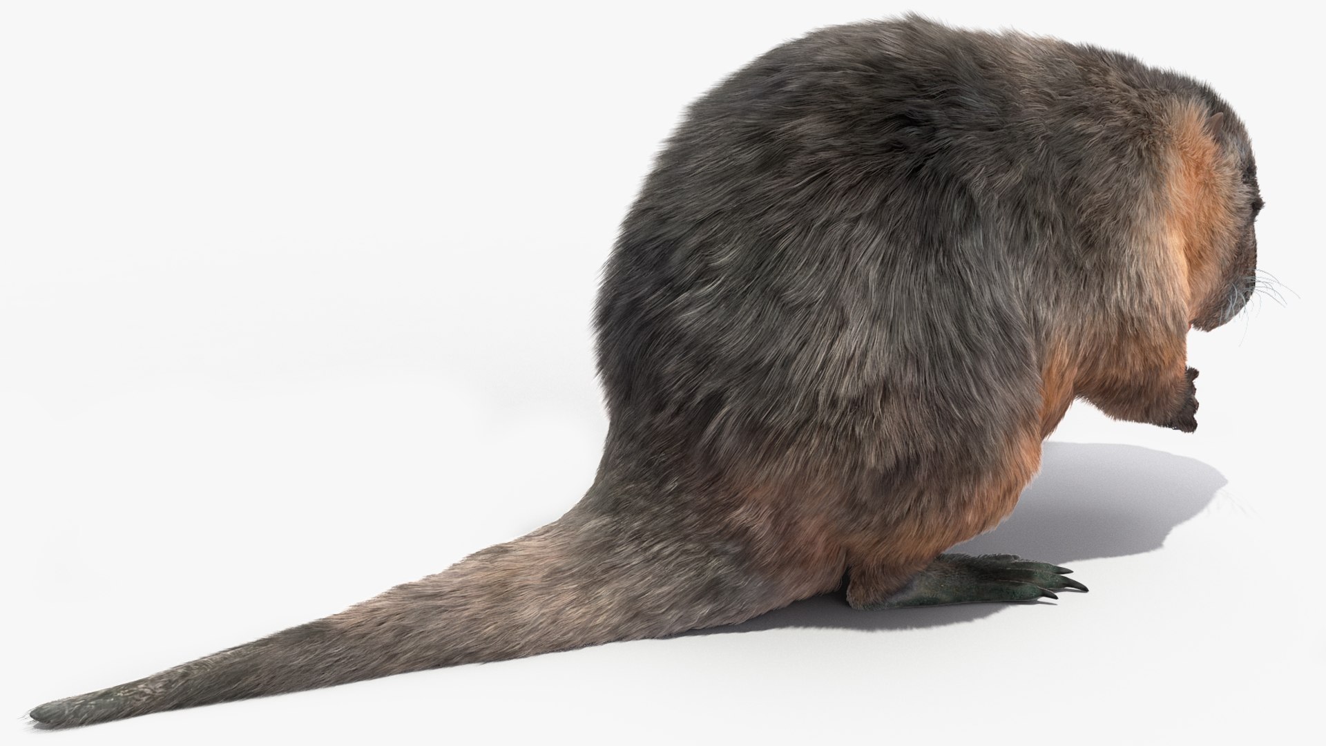 Nutria Fur Rigged 3D model https://p.turbosquid.com/ts-thumb/WG/DYCgd1/2m/nutriafurriggedvray3dmodel019/jpg/1706300765/1920x1080/fit_q87/06ae1017ed0779a504f65df478be2761b67fe098/nutriafurriggedvray3dmodel019.jpg