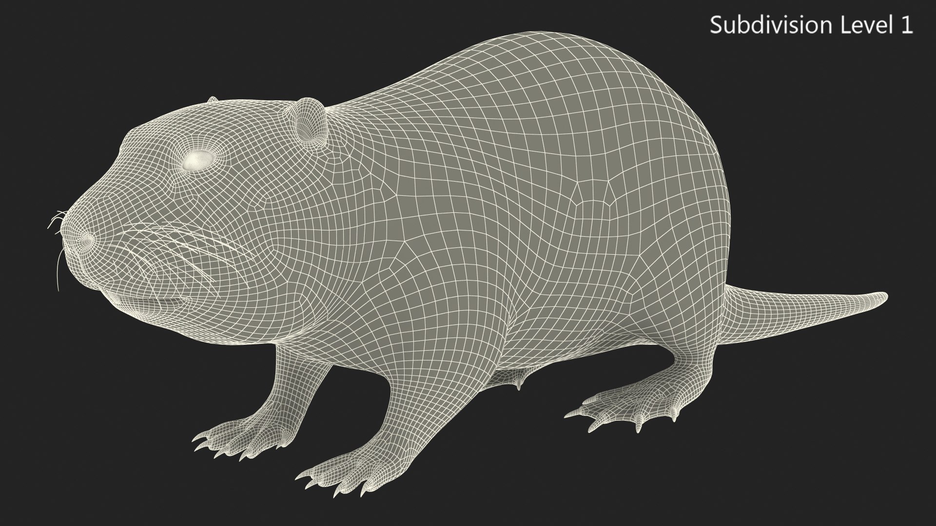 Nutria Fur Rigged 3D model https://p.turbosquid.com/ts-thumb/WG/DYCgd1/3O/nutriafurriggedvray3dmodel035/jpg/1706300843/1920x1080/fit_q87/40cba72a9225d7f0ddb00f64d0c75af60b91b647/nutriafurriggedvray3dmodel035.jpg