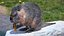 Piel de Nutria aparejada
