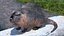 Piel de Nutria aparejada