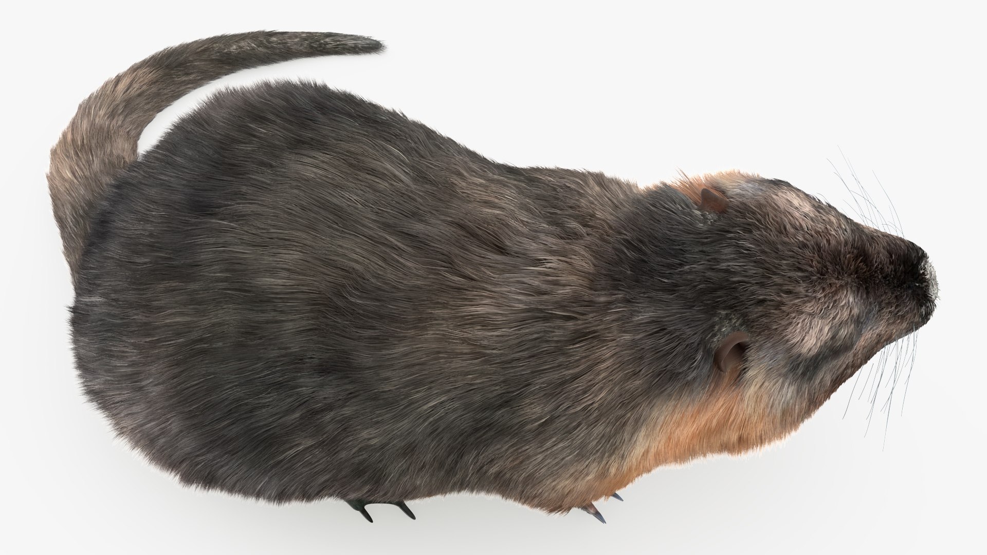 Nutria Fur Rigged 3D model https://p.turbosquid.com/ts-thumb/WG/DYCgd1/81/nutriafurriggedvray3dmodel021/jpg/1706300774/1920x1080/fit_q87/8456879ae1b33fc06137410e4a839f6438eef63a/nutriafurriggedvray3dmodel021.jpg