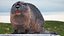 Piel de Nutria aparejada