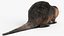 Piel de Nutria aparejada