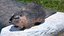 Piel de Nutria aparejada