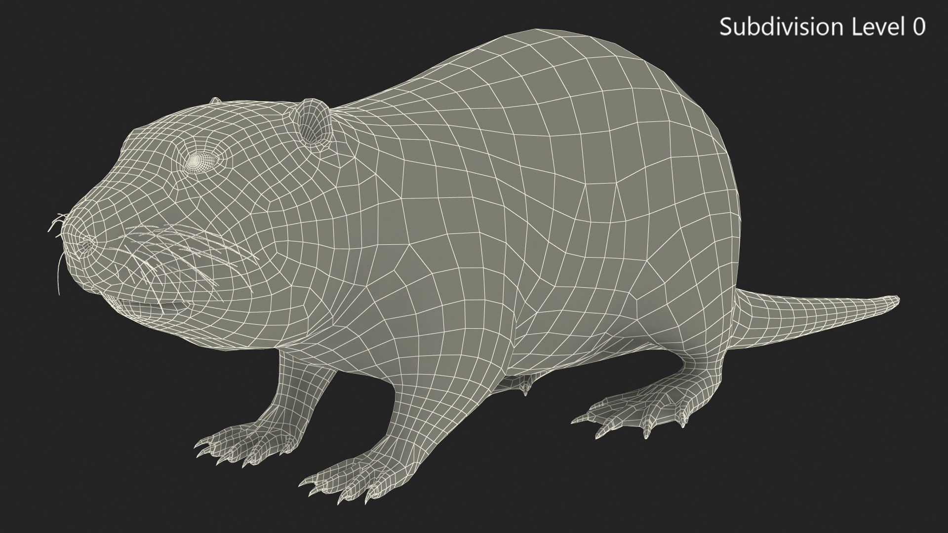 Nutria Fur Rigged 3D model https://p.turbosquid.com/ts-thumb/WG/DYCgd1/KK/nutriafurriggedvray3dmodel034/jpg/1706300839/1920x1080/fit_q87/c92be222b69be1e1f18c919c1d994e21eec13cfd/nutriafurriggedvray3dmodel034.jpg