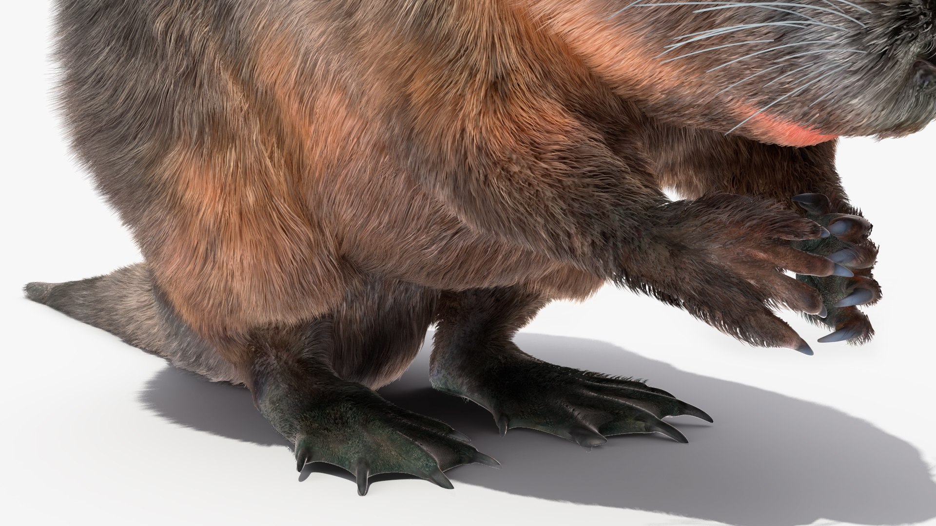 Nutria Fur Rigged 3D model https://p.turbosquid.com/ts-thumb/WG/DYCgd1/KL/nutriafurriggedvray3dmodel029/jpg/1706300812/1920x1080/fit_q87/b318029b663e8a934ba4a0b3c6060d47eeadca8b/nutriafurriggedvray3dmodel029.jpg