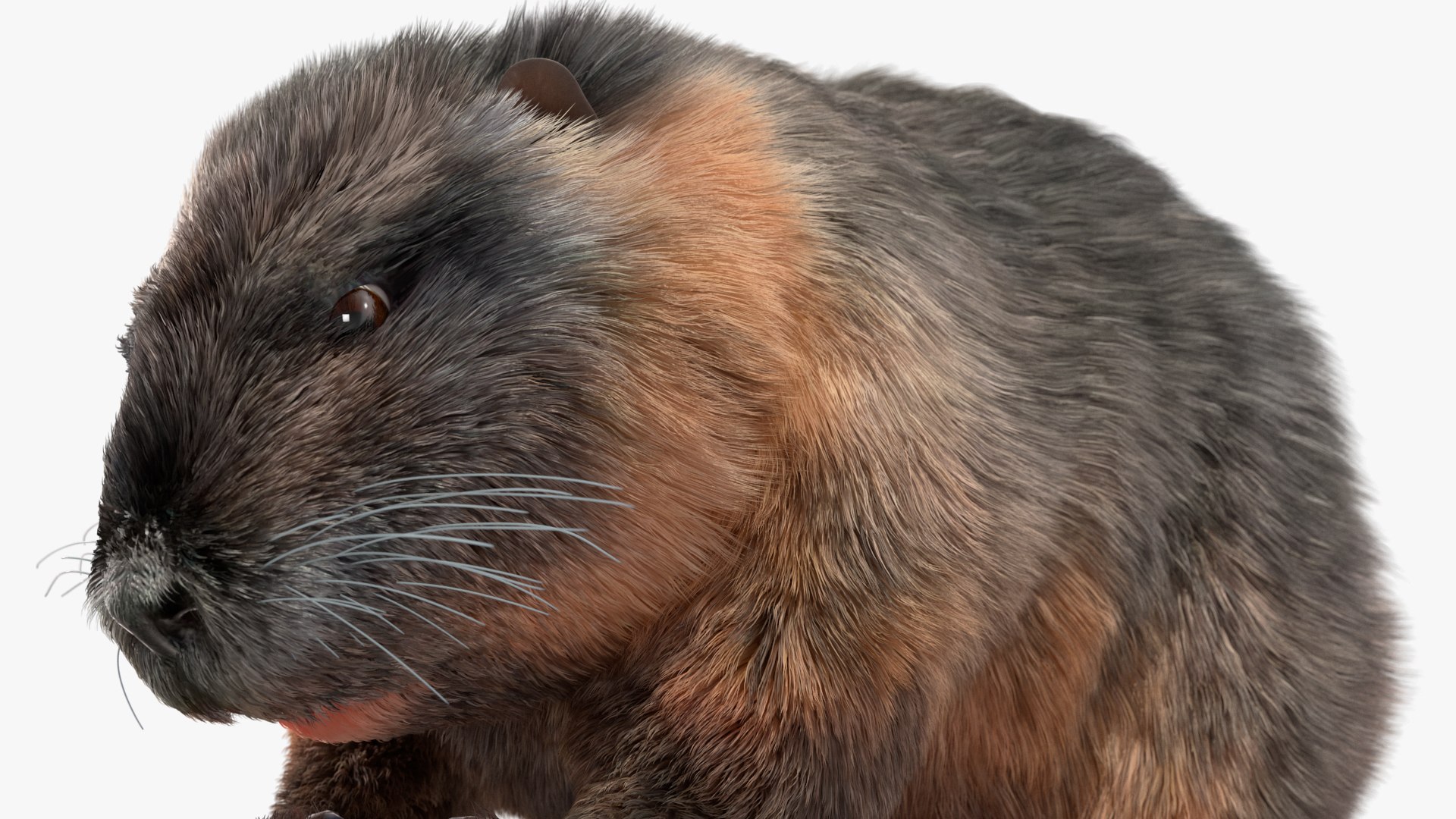 Nutria Fur Rigged 3D model https://p.turbosquid.com/ts-thumb/WG/DYCgd1/OI/nutriafurriggedvray3dmodel027/jpg/1706300802/1920x1080/fit_q87/f95b2ec7c3a8387812f22414f320abd6112431a9/nutriafurriggedvray3dmodel027.jpg