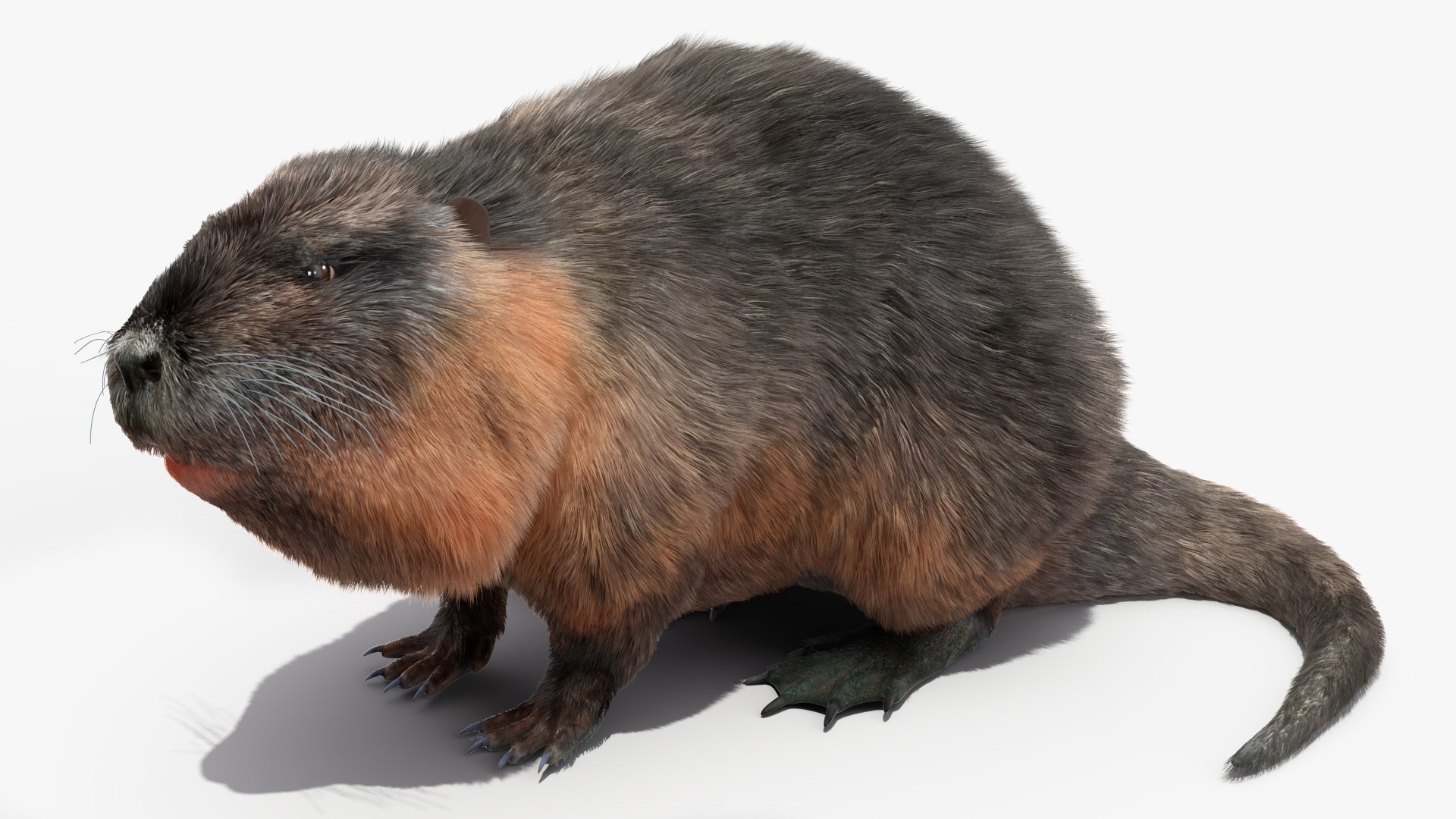 Nutria Fur Rigged 3D model https://p.turbosquid.com/ts-thumb/WG/DYCgd1/Rr/nutriafurriggedvray3dmodel015/jpg/1706300748/1920x1080/fit_q87/650e28c90ad231d084adbf047f9b2bb71a1a3722/nutriafurriggedvray3dmodel015.jpg