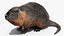Piel de Nutria aparejada