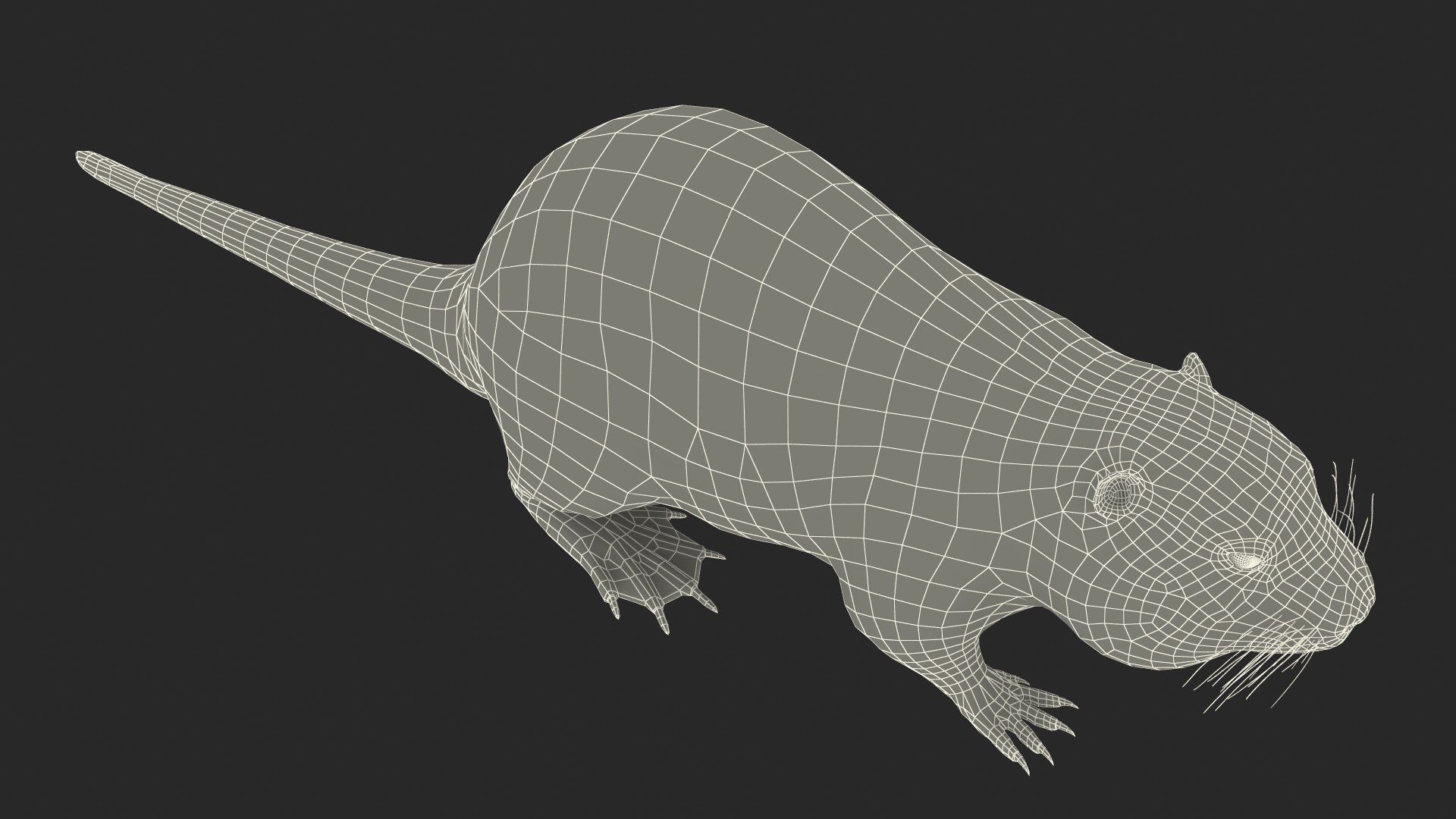 Nutria Fur Rigged 3D model https://p.turbosquid.com/ts-thumb/WG/DYCgd1/TQ/nutriafurriggedvray3dmodel041/jpg/1706300872/1920x1080/fit_q87/6ef36571eab7cbc818f74bfa22f5c7dc0c9c8dd1/nutriafurriggedvray3dmodel041.jpg