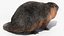 Piel de Nutria aparejada