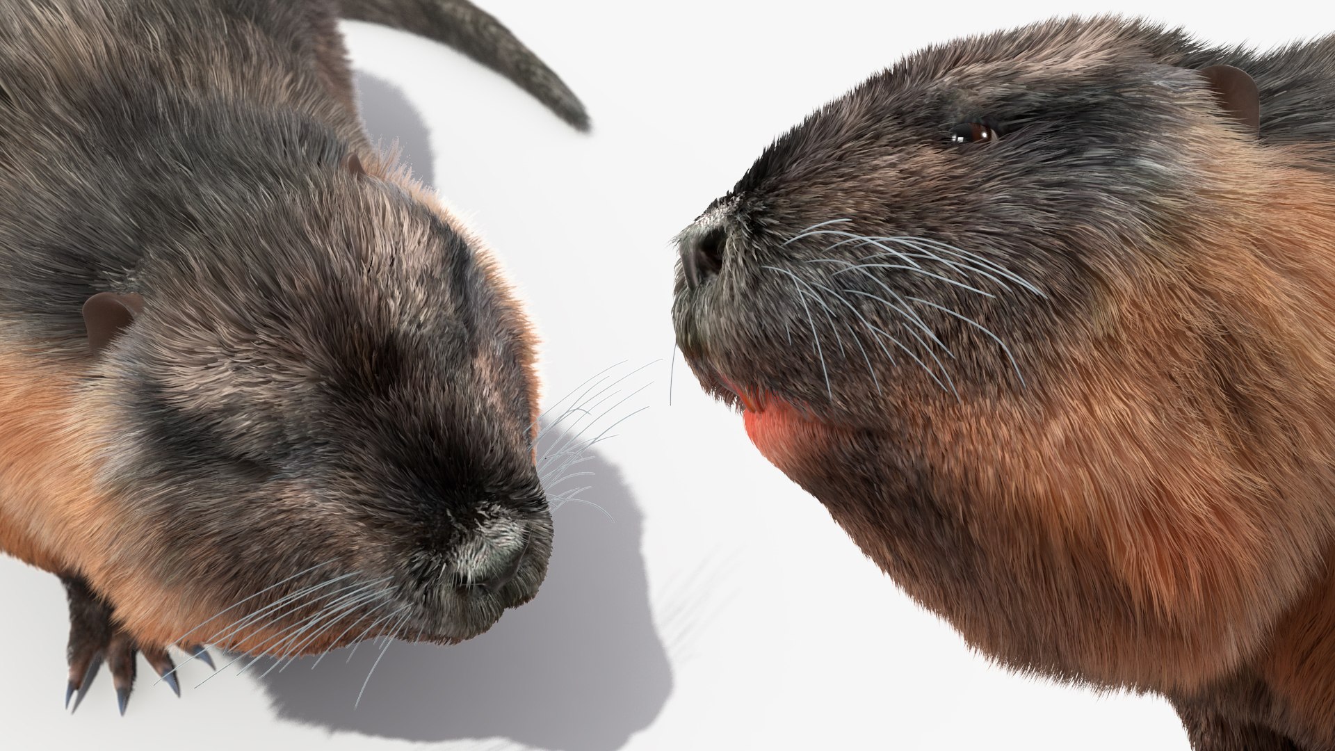 Nutria Fur Rigged 3D model https://p.turbosquid.com/ts-thumb/WG/DYCgd1/Yf/nutriafurriggedvray3dmodel031/jpg/1706300824/1920x1080/fit_q87/b02e0706374dd2650a1370f18ffcba0b6a006f03/nutriafurriggedvray3dmodel031.jpg