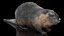 Piel de Nutria aparejada