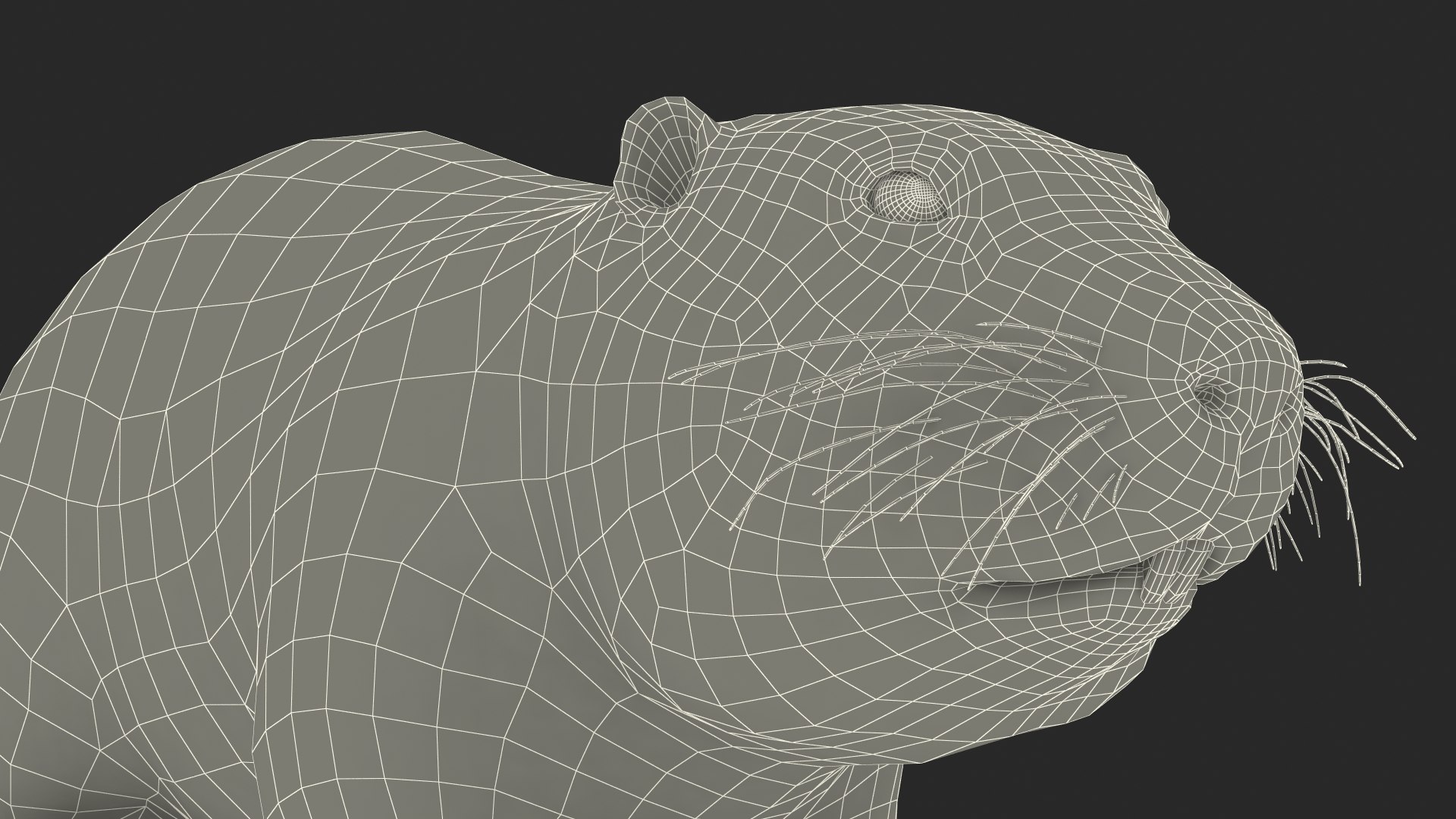 Nutria Fur Rigged 3D model https://p.turbosquid.com/ts-thumb/WG/DYCgd1/di/nutriafurriggedvray3dmodel043/jpg/1706300882/1920x1080/fit_q87/d9ff755375323df657612b7bbd5d5b07b348c340/nutriafurriggedvray3dmodel043.jpg