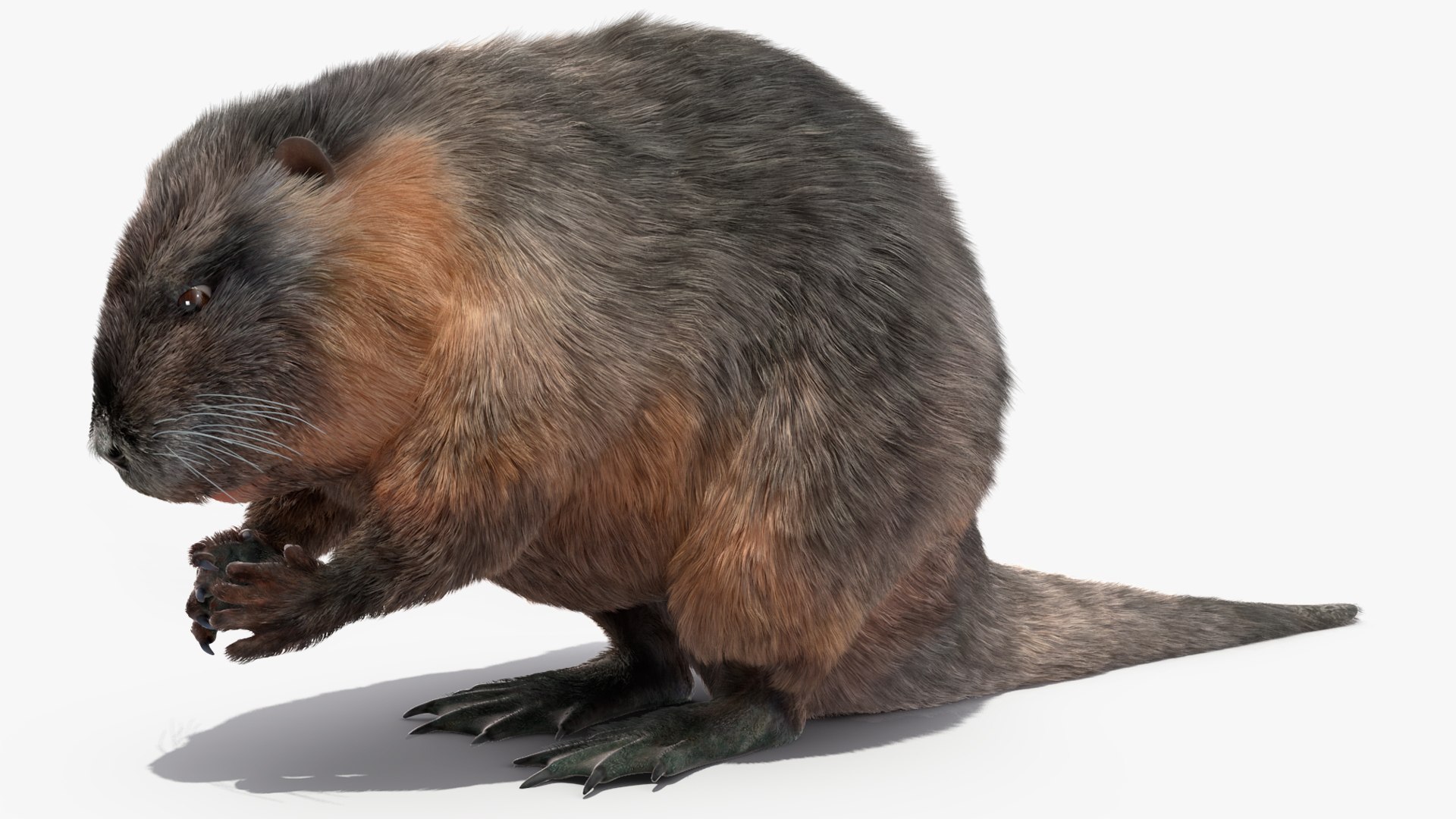Nutria Fur Rigged 3D model https://p.turbosquid.com/ts-thumb/WG/DYCgd1/en/nutriafurriggedvray3dmodel016/jpg/1706300752/1920x1080/fit_q87/dfcbd0dc1735ab4d57e4926700171b9453806a48/nutriafurriggedvray3dmodel016.jpg