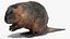 Piel de Nutria aparejada
