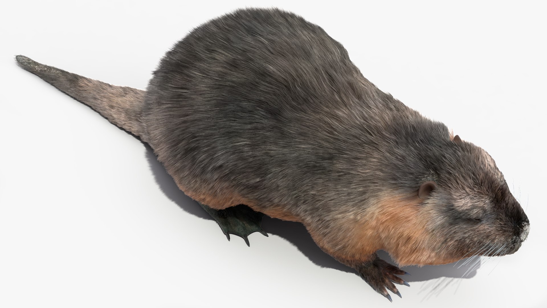 Nutria Fur Rigged 3D model https://p.turbosquid.com/ts-thumb/WG/DYCgd1/fq/nutriafurriggedvray3dmodel020/jpg/1706300770/1920x1080/fit_q87/3c9d0ad2bc701da4651a661d307757ae333db6a5/nutriafurriggedvray3dmodel020.jpg