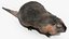Piel de Nutria aparejada