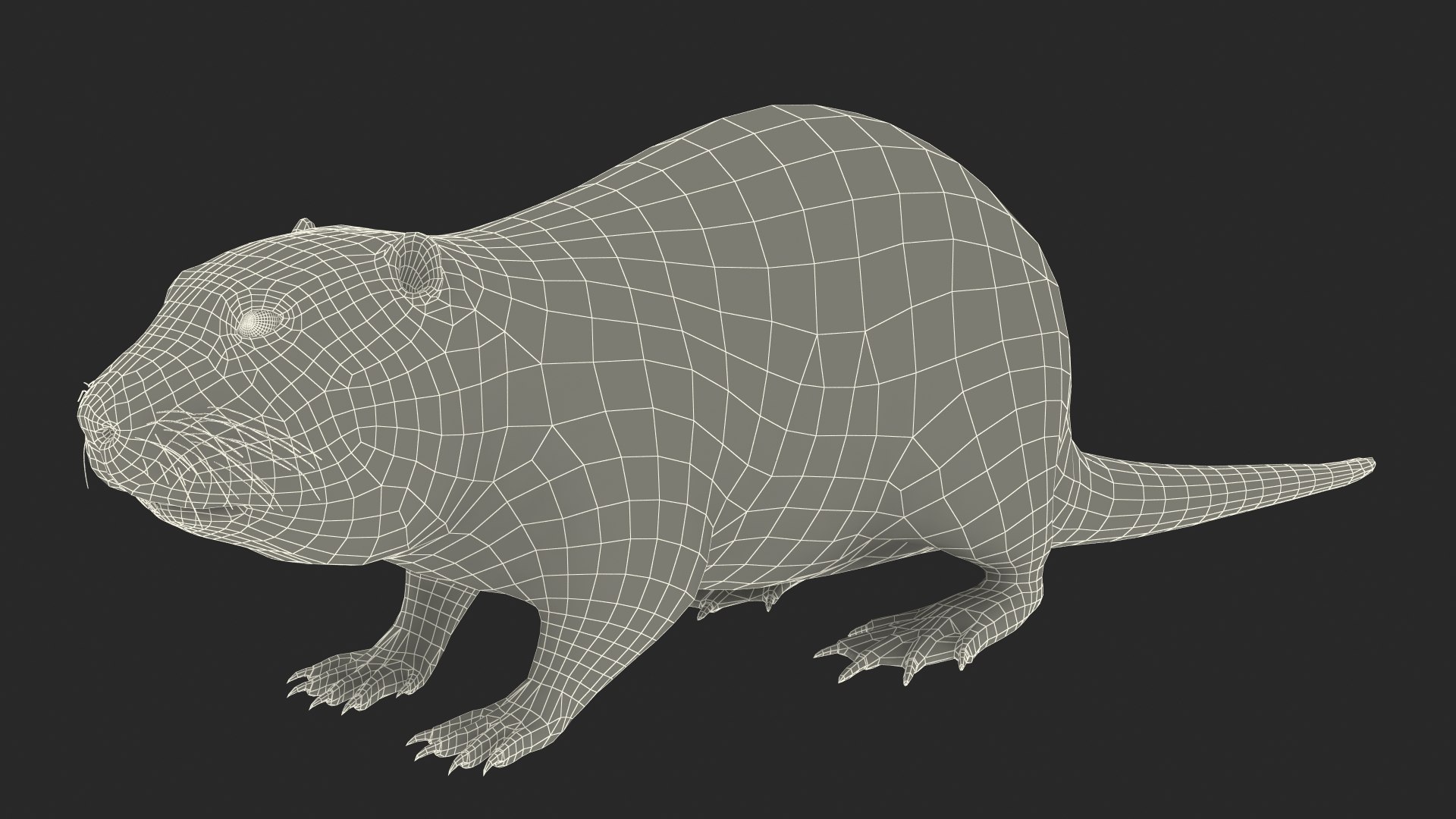 Nutria Fur Rigged 3D model https://p.turbosquid.com/ts-thumb/WG/DYCgd1/hM/nutriafurriggedvray3dmodel039/jpg/1706300863/1920x1080/fit_q87/6819df6583c347085a538a9c009799c2f12be223/nutriafurriggedvray3dmodel039.jpg