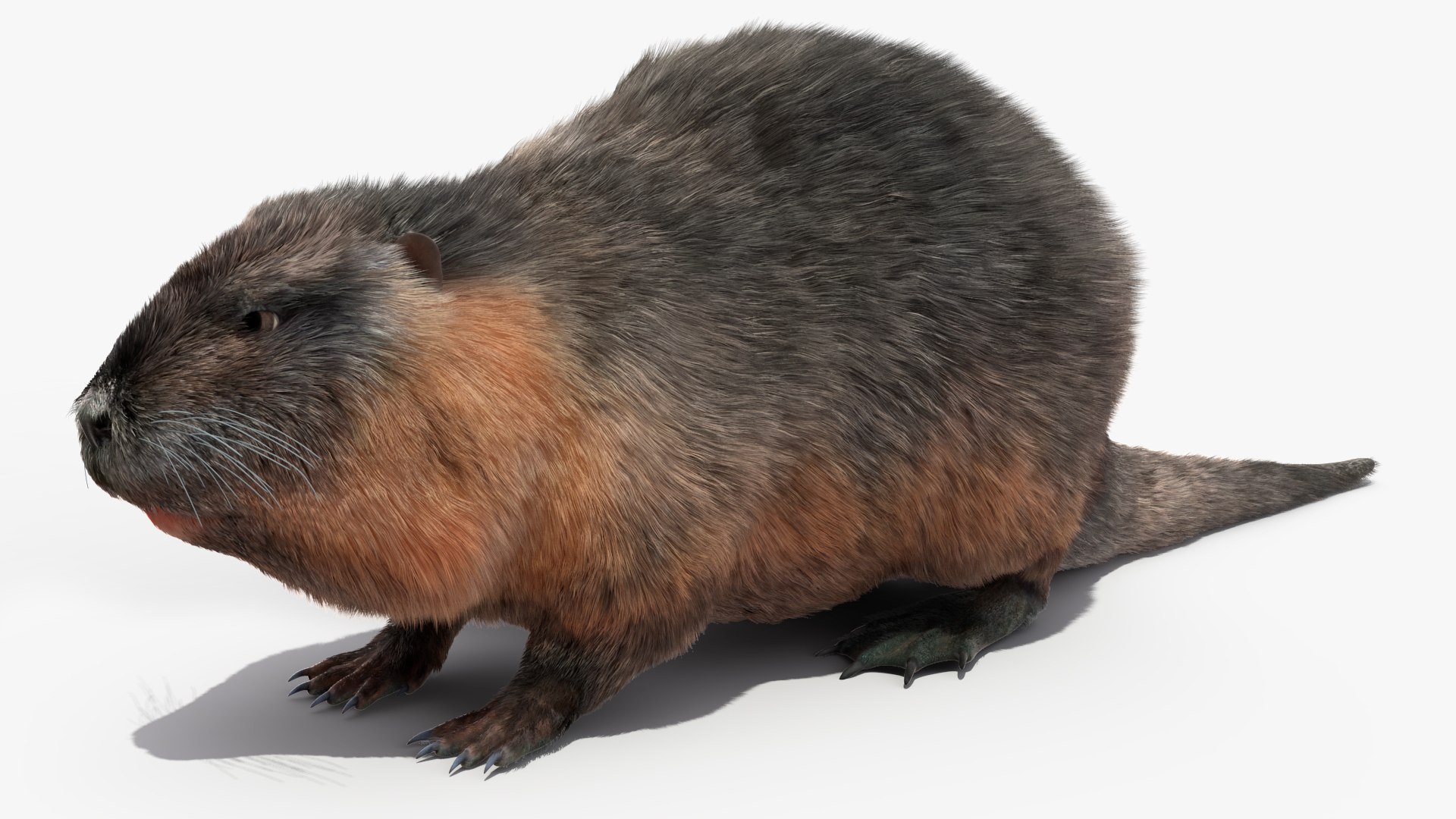 Nutria Fur Rigged 3D model https://p.turbosquid.com/ts-thumb/WG/DYCgd1/ly/nutriafurriggedvray3dmodel014/jpg/1706300744/1920x1080/fit_q87/bf33903b901a223da5c9d961b8f75256c8de0c9a/nutriafurriggedvray3dmodel014.jpg