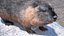 Piel de Nutria aparejada
