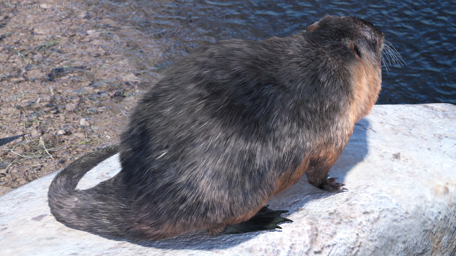 Nutria Fur Rigged 3D model https://p.turbosquid.com/ts-thumb/WG/DYCgd1/qQ/nutriafurriggedvray3dmodel007/jpg/1706300707/1920x1080/fit_q87/509af0adac33b54b4c72e0ae89f54ca6db166228/nutriafurriggedvray3dmodel007.jpg