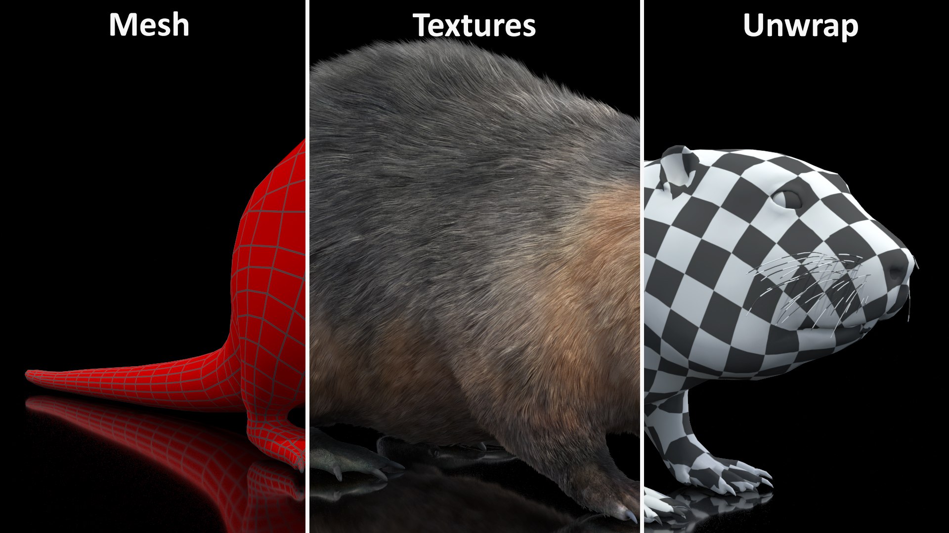 Nutria Fur Rigged 3D model https://p.turbosquid.com/ts-thumb/WG/DYCgd1/rv/nutriafurriggedvray3dmodel032/jpg/1706300830/1920x1080/fit_q87/006ed40343d730b6c9b28967222921e4c4f1c39b/nutriafurriggedvray3dmodel032.jpg
