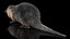 Piel de Nutria aparejada