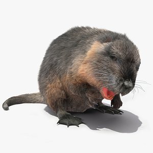Nutria Fur Rigged 3D model